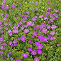 New Hampshire Purple Geranium Seeds – Pelargonium Flower Seeds | 25+ Seeds | Vibrant Purple Blooms