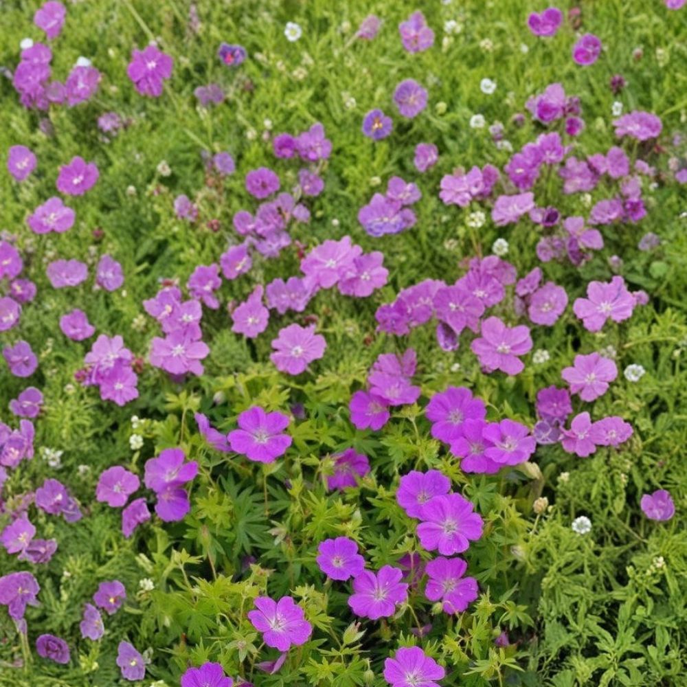 New Hampshire Purple Geranium Seeds – Pelargonium Flower Seeds | 25+ Seeds | Vibrant Purple Blooms