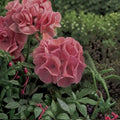 Geranium Maverick Salmon Pelargonium Seeds - 1,000 Soft Salmon Blooms