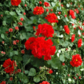Red Geranium Cuttings – 20 Fresh Pelargonium Cuttings Ready to Root for Patio & Garden