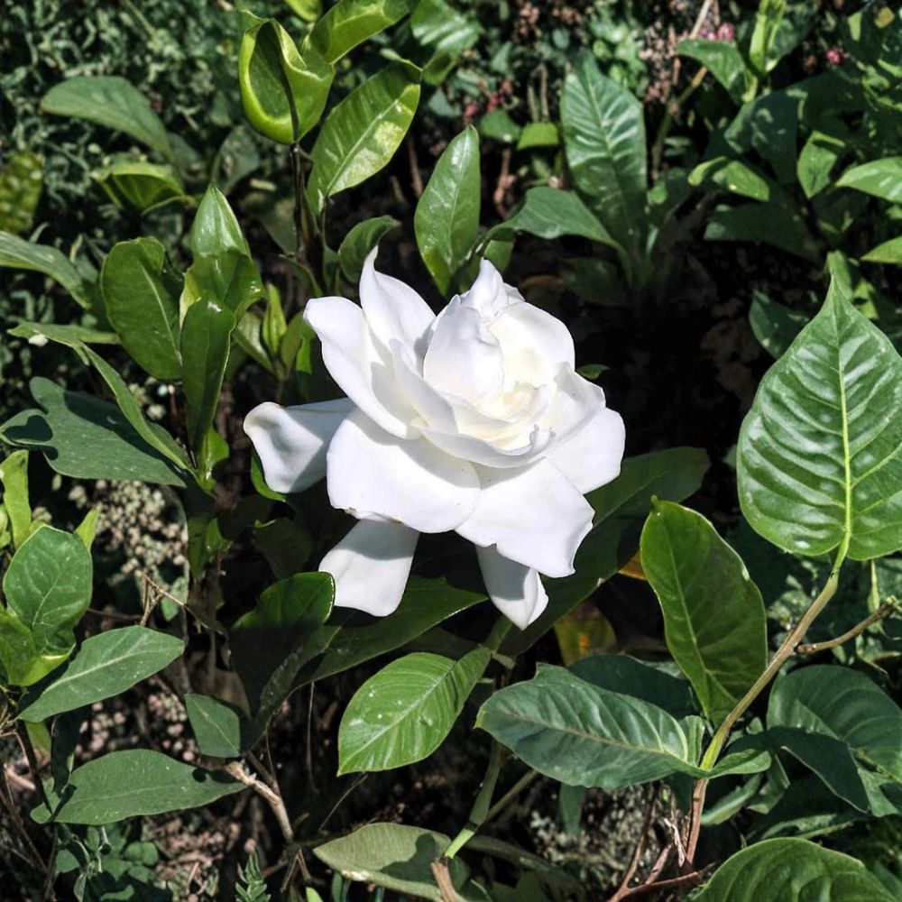 2 Live Gardenia Plants – Cape Jasmine Heirloom | 6” Tall Rooted Starter Shrubs with Fragrant White Flowers