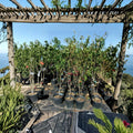 Blaze Prince Peach Tree – Prunus persica Live Fruit Tree | 4–6 Feet Tall | Sweet Juicy Freestone Peaches