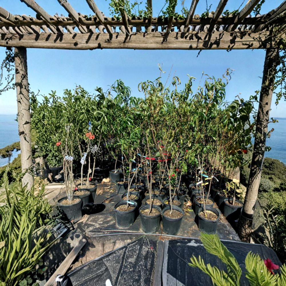 Blaze Prince Peach Tree – Prunus persica Live Fruit Tree | 4–6 Feet Tall | Sweet Juicy Freestone Peaches