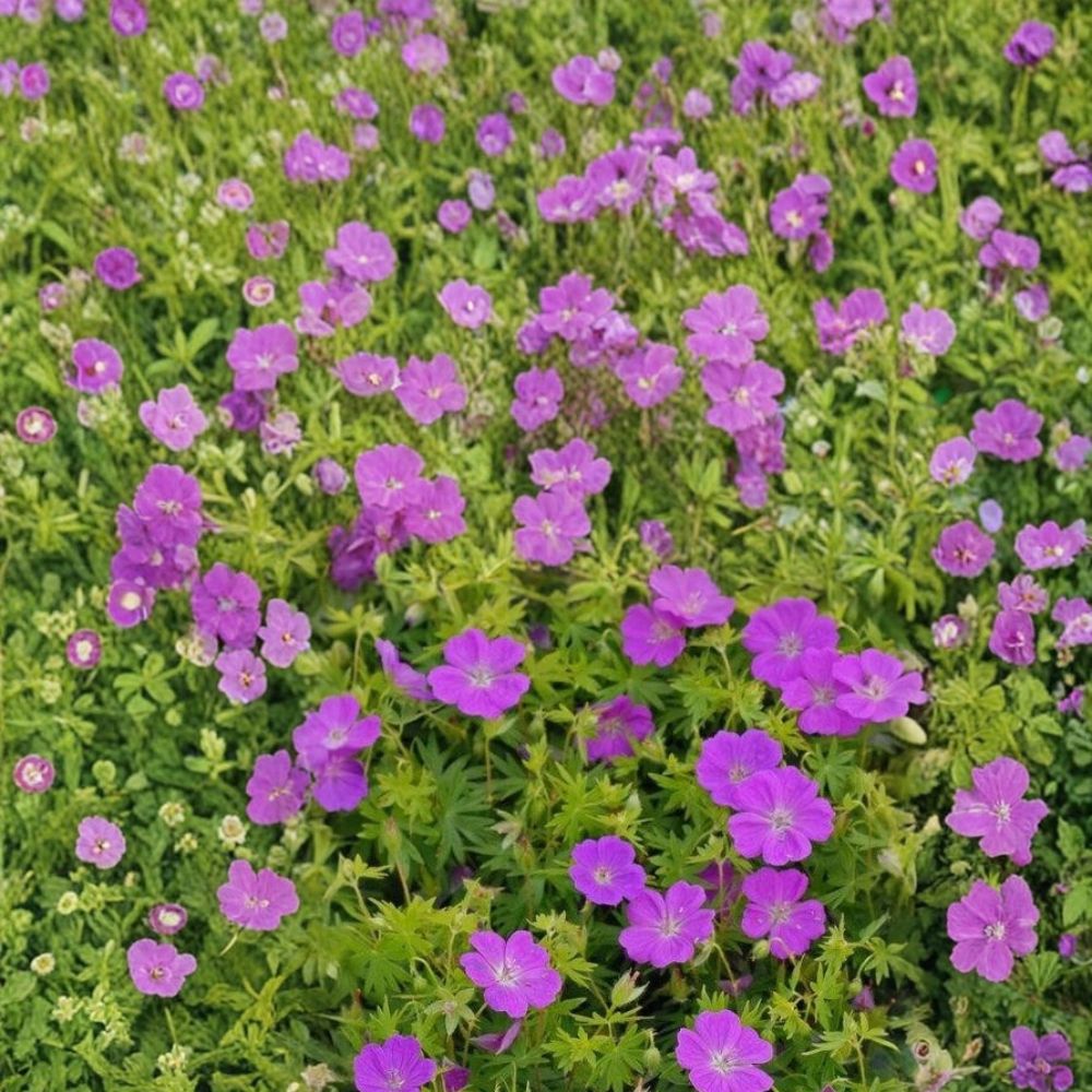 New Hampshire Purple Geranium Seeds – 25+ Premium Pelargonium Flower Seeds for Garden & Patio