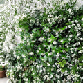 Confederate Star Jasmine Plant – Trachelospermum jasminoides Live Starter Vine in Pot