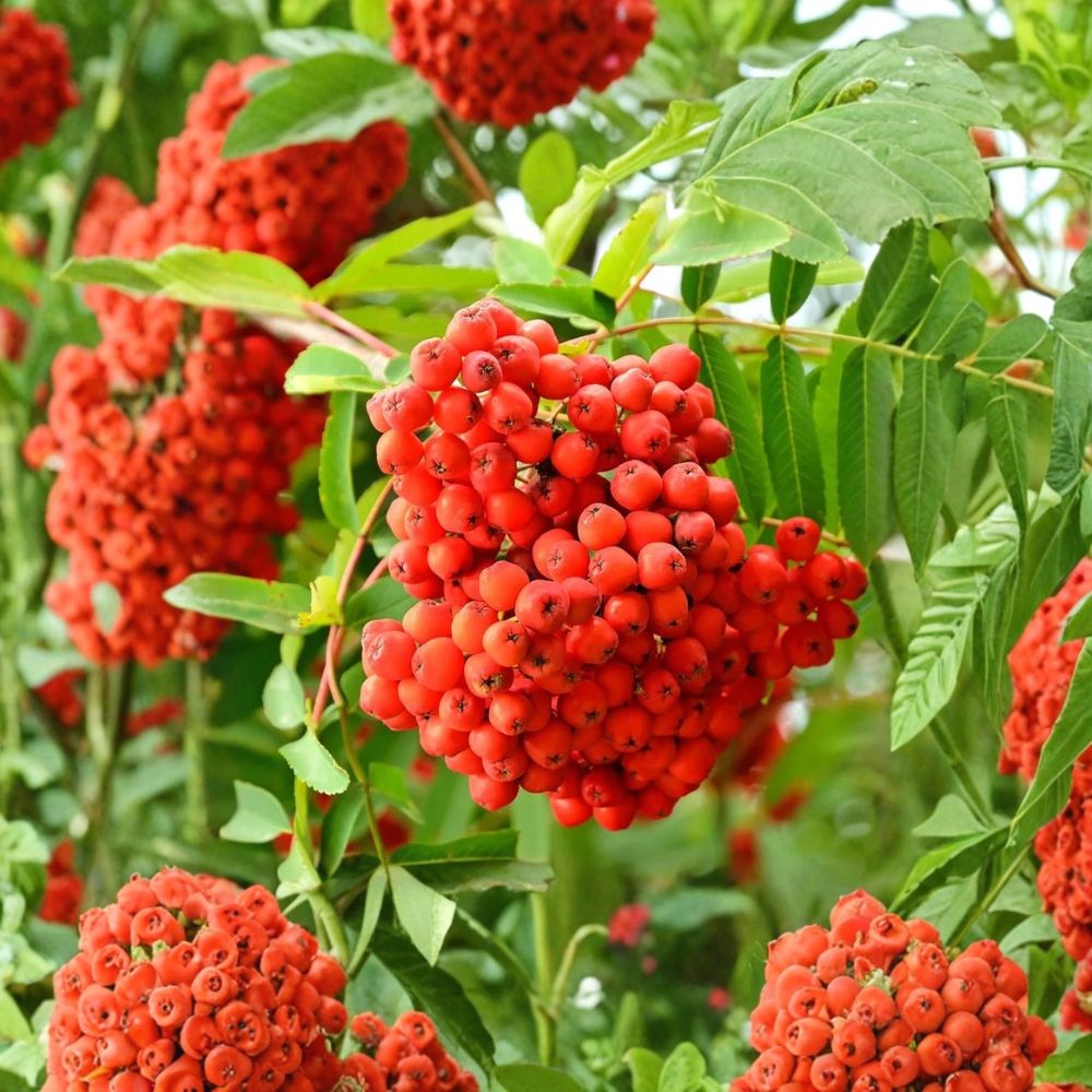 American Mountain Ash Tree – Sorbus americana Live Bare Root Rowan Tree 2–3 Ft | Cold Hardy Ornamental Tree