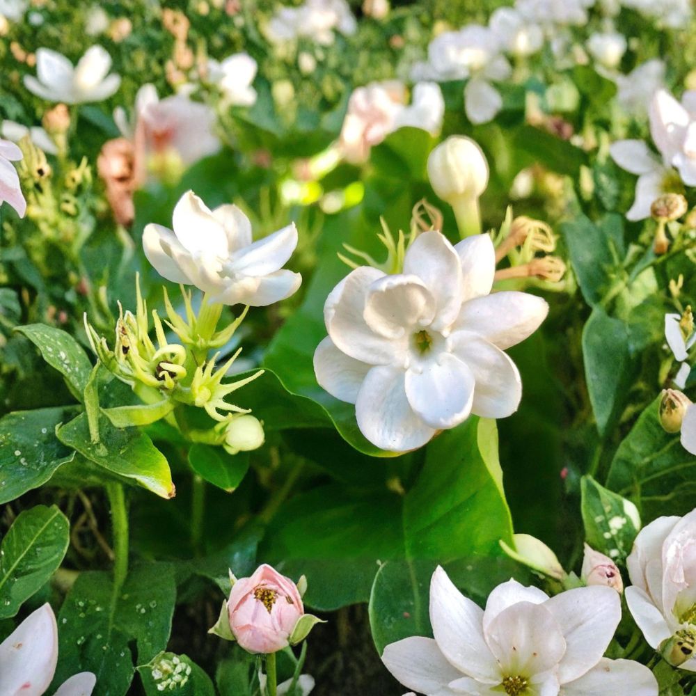 Arabian Jasmine ‘Maid of Orleans’ Live Plant | Jasminum sambac | 4-Inch Quart Pot | Fragrant White Blooms | Indoor & Outdoor