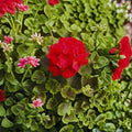 Geranium Bullseye Red Pelargonium Seeds | 1,000 Deep Red Blooms & Chocolate Foliage