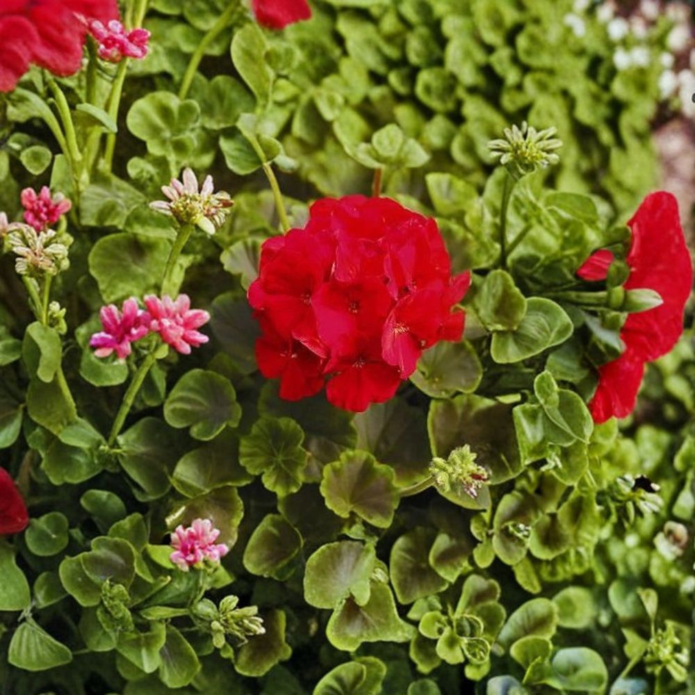 Geranium Bullseye Red Pelargonium Seeds | 1,000 Deep Red Blooms & Chocolate Foliage