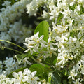 Star Jasmine Plant Live – Trachelospermum jasminoides 4–6 Inches Tall | Fragrant Evergreen Climbing Vine