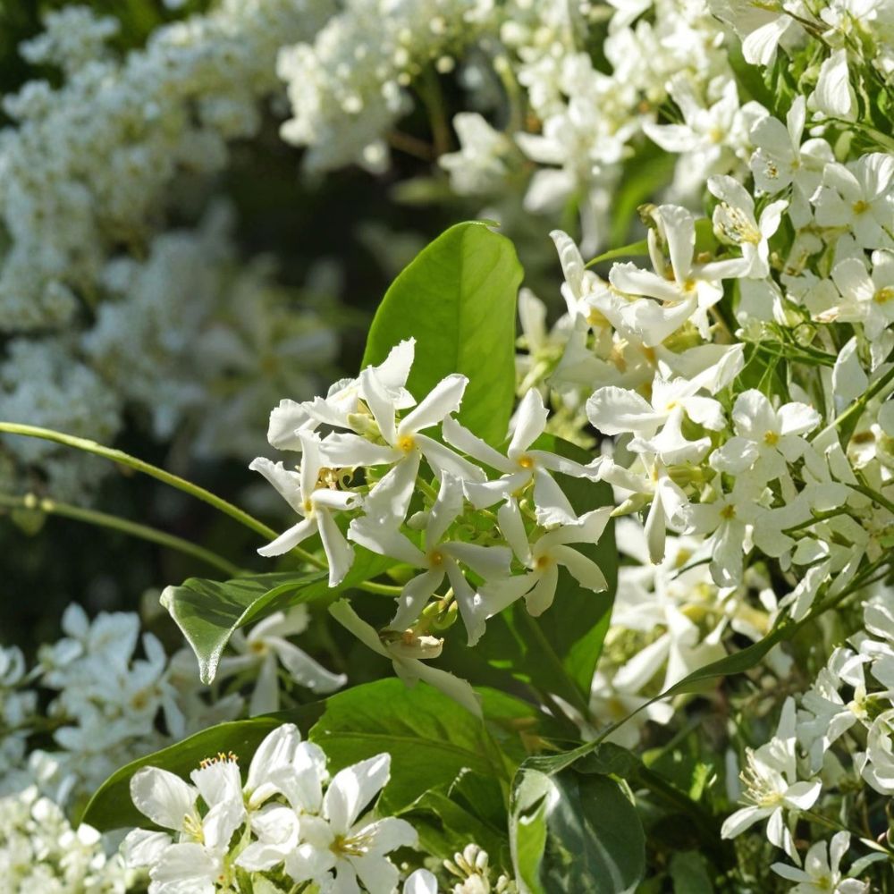 Star Jasmine Plant Live – Trachelospermum jasminoides 4–6 Inches Tall | Fragrant Evergreen Climbing Vine
