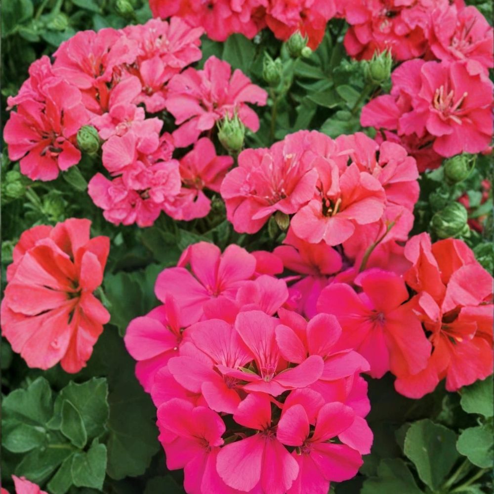 Caliente Dark Rose Geranium Seeds – 25+ Premium Pelargonium Seeds for Vibrant Patio Blooms