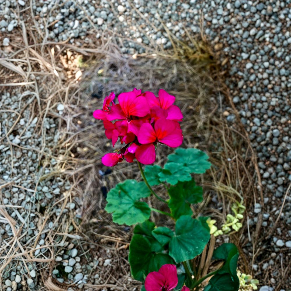 Hot Pink Orange Center Pelargonium Geranium Cutting - 6 Inch Live Plant Starter