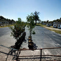 Panamint Nectarine Tree – Live 4–6 Ft Fruit Tree | Sweet Freestone Nectarines | Self-Fertile