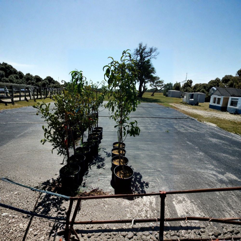 Panamint Nectarine Tree – Live 4–6 Ft Fruit Tree | Sweet Freestone Nectarines | Self-Fertile