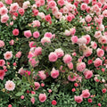 Pink Eden Climbing Rose – Rosa ‘Pierre de Ronsard’ Live Potted Plant with Romantic Pink & Cream Blooms