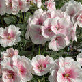 Maverick Appleblossom Geranium Seeds – 25+ Pelargonium Flower Seeds for Patio & Garden