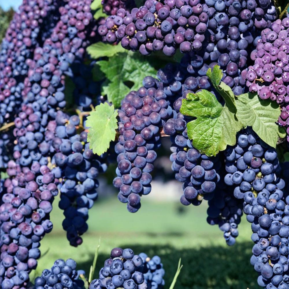 Glenora Seedless Grape Vine – Cold Hardy Vitis labrusca Hybrid Live Plant