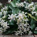Confederate Star Jasmine Plant – Trachelospermum jasminoides Live Starter | Fragrant Evergreen Climbing Vine