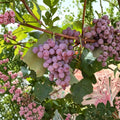 Reliance Seedless Grape Plant – Cold Hardy Vitis labrusca Bare Root Vine