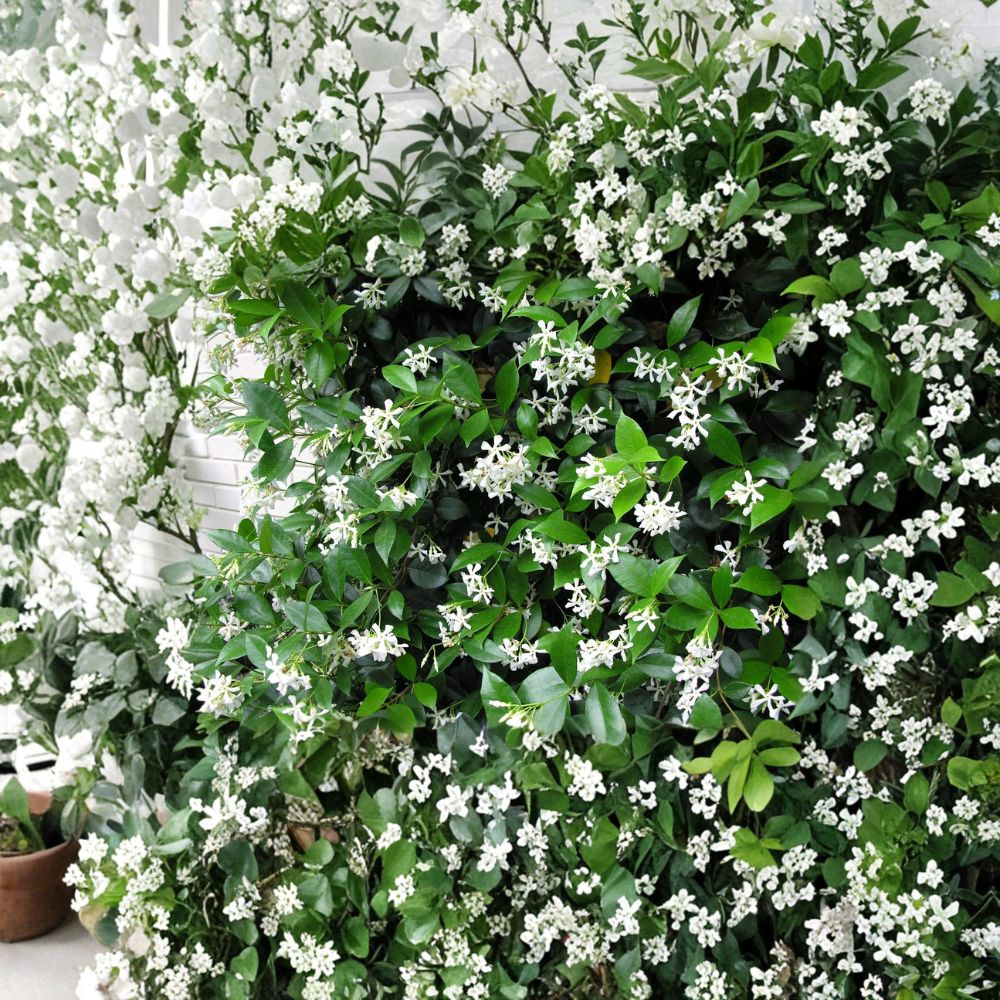 Confederate Star Jasmine Plant – Trachelospermum jasminoides Live Starter Vine in Pot