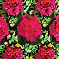 Multibloom Violet Geranium Seeds - 100 Pelargonium Seeds for Vibrant Violet Flowers