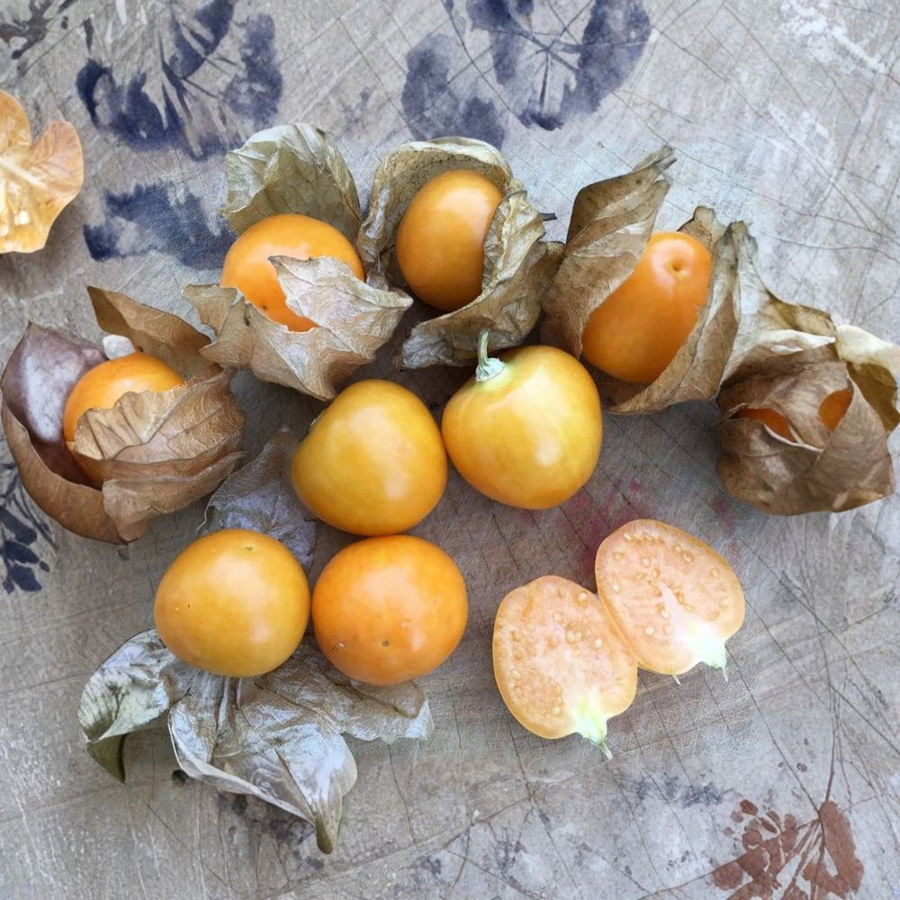 Peruvian Ground Cherry Seeds – Organic Physalis peruviana Ambrosia Variety | 50 Non-GMO Seeds