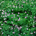 Wild Geranium Roots - 15 Cranesbill Geranium maculatum Native Perennial Plants
