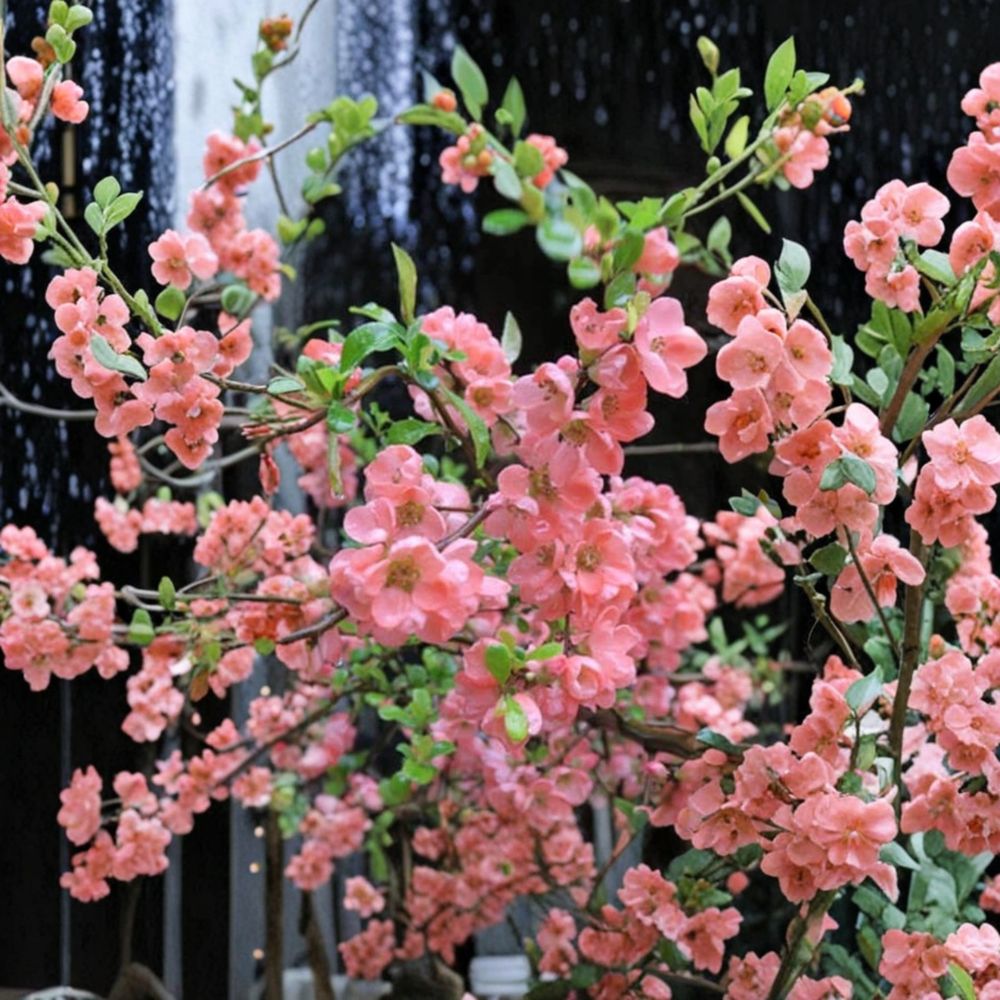 Pink Flowering Quince Tree Sapling – Bare Root Ornamental Fruit Tree with Pink Blossoms & Edible Fruit | Cydonia oblonga