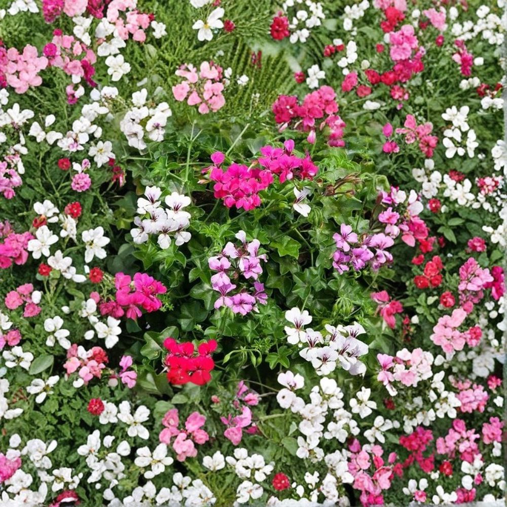Geranium Reach Out Mix Ivy Geranium Seeds | 100 Mixed Color Seeds | Trailing Basket & Patio Plants