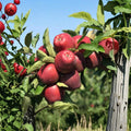 Red Delicious Apple Tree Bare Root | 32 Inch Semi-Dwarf M7 Rootstock | Malus domestica