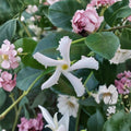 Confederate Star Jasmine Live Plant - Trachelospermum jasminoides in 6 Inch Pot - Fragrant Evergreen Vine for Patio & Garden