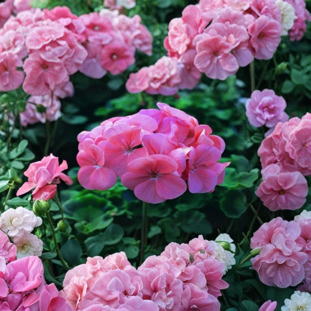 Saturn Deep Salmon Geranium Seeds – 15 Premium Pelargonium Seeds for Compact Flowering Plants