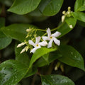 Star Jasmine Cuttings 7 Pack | Trachelospermum jasminoides 6 Inch Unrooted Vines