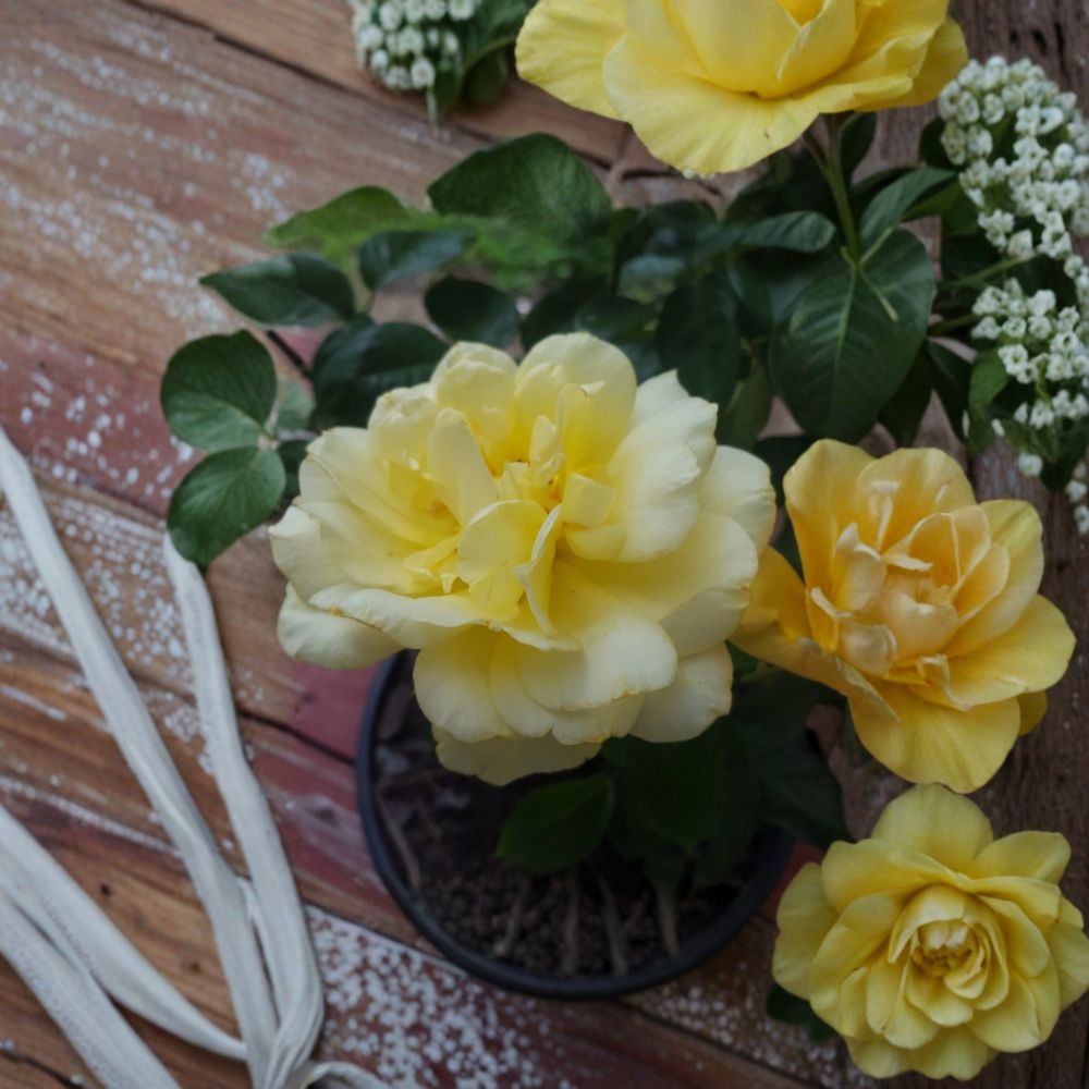 Sunsprite Floribunda Rose – 1 Gallon Deep Yellow Fragrant Rose Bush, Two-Year-Old Field Grown