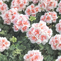 Pink White Geranium Seeds – Pelargonium Flower Seeds | 10 Seeds for Hanging Baskets & Garden