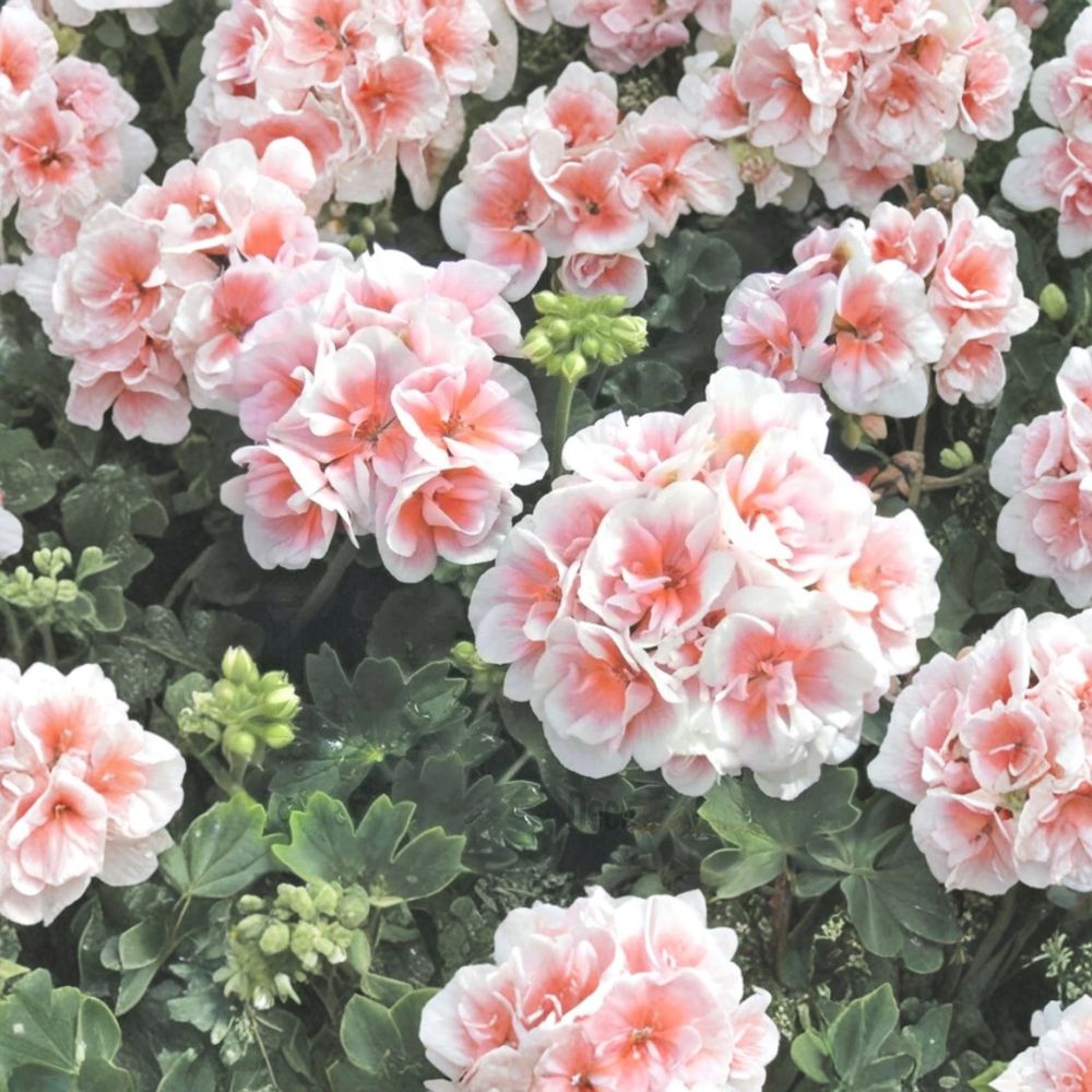 Pink White Geranium Seeds – Pelargonium Flower Seeds | 10 Seeds for Hanging Baskets & Garden