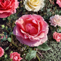 Princesse de Monaco Grandiflora Rose – 3 Gallon Pink Flowering Shrub | Rosa Hybrid