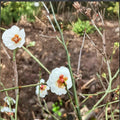 Yudie Ume Tree – Prunus mume Live Plant | Jade Butterfly Double White Blossoms | Fragrant Ornamental Apricot