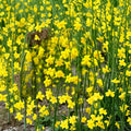 Winter Jasmine Jasminum nudiflorum Live Plants Set of 2 Bare Root 6–8 Inch Yellow Blooms Cold Hardy Shrub