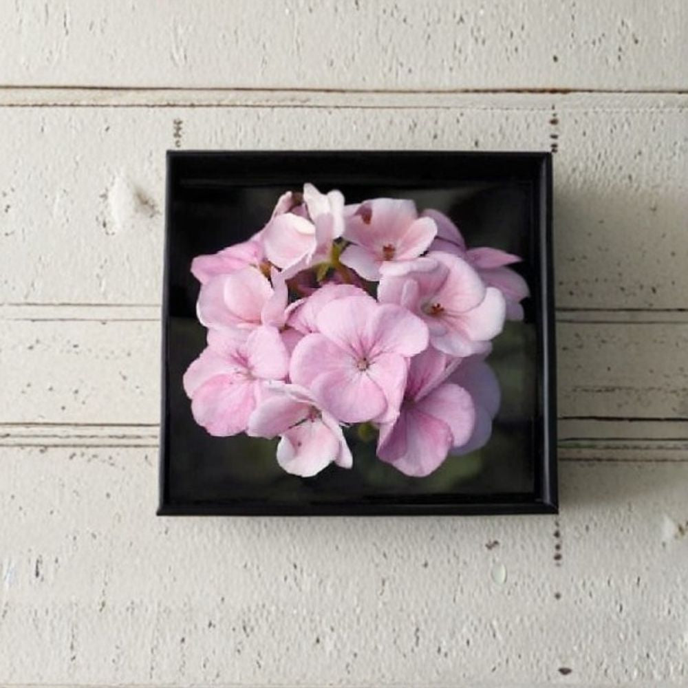Geranium Maverick Appleblossom Pelargonium Seeds - 1,000 White & Pink Blooms