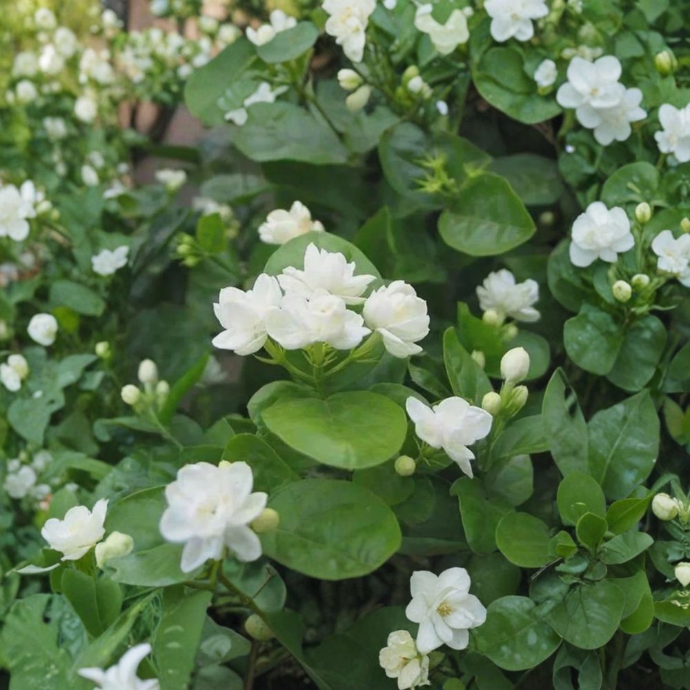 Arabian Jasmine Seeds – Jasminum sambac Pure White Flowers | 10 Seeds | Fragrant Indoor Outdoor Plant
