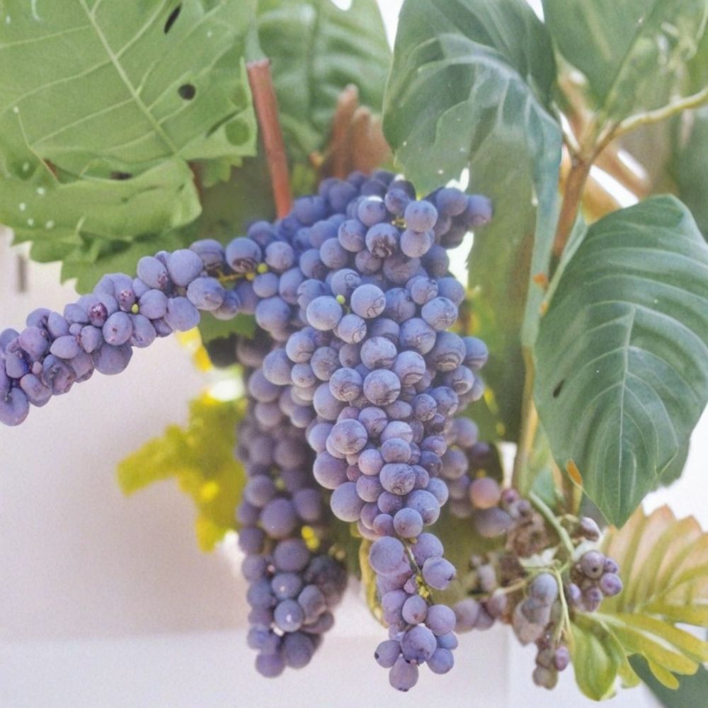 Fredonia Grape Vine – Vitis labrusca Live Plant | 3 Gallon | Hardy Early Ripening Fruit Vine