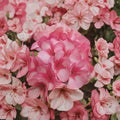 Maverick Star Geranium Seeds - 8 Pink & White Bicolor Annual Flower Seeds for Patio & Container Gardens