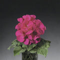 Ringo Violet Geranium Seeds – Pelargonium hortorum | 15 Seeds | Early Blooming, Patio & Window Box Friendly