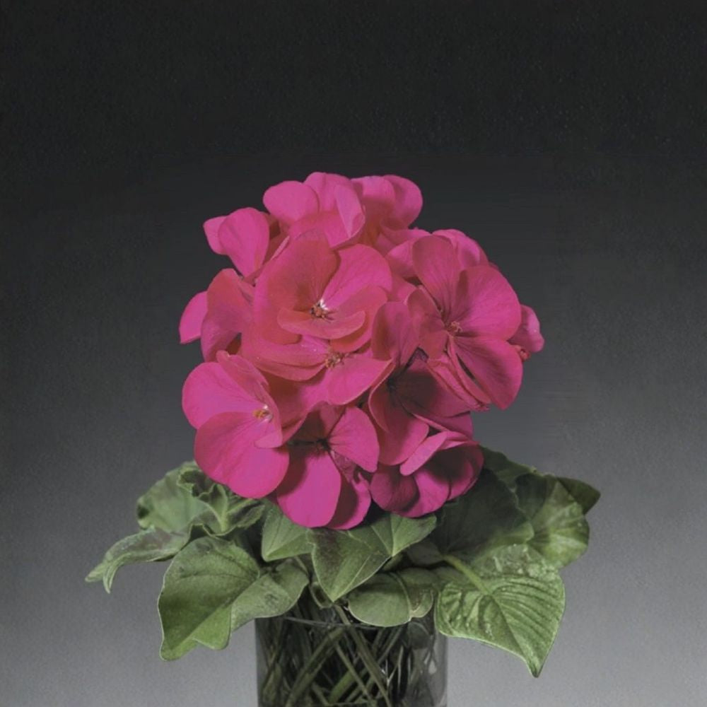 Ringo Violet Geranium Seeds – Pelargonium hortorum | 15 Seeds | Early Blooming, Patio & Window Box Friendly