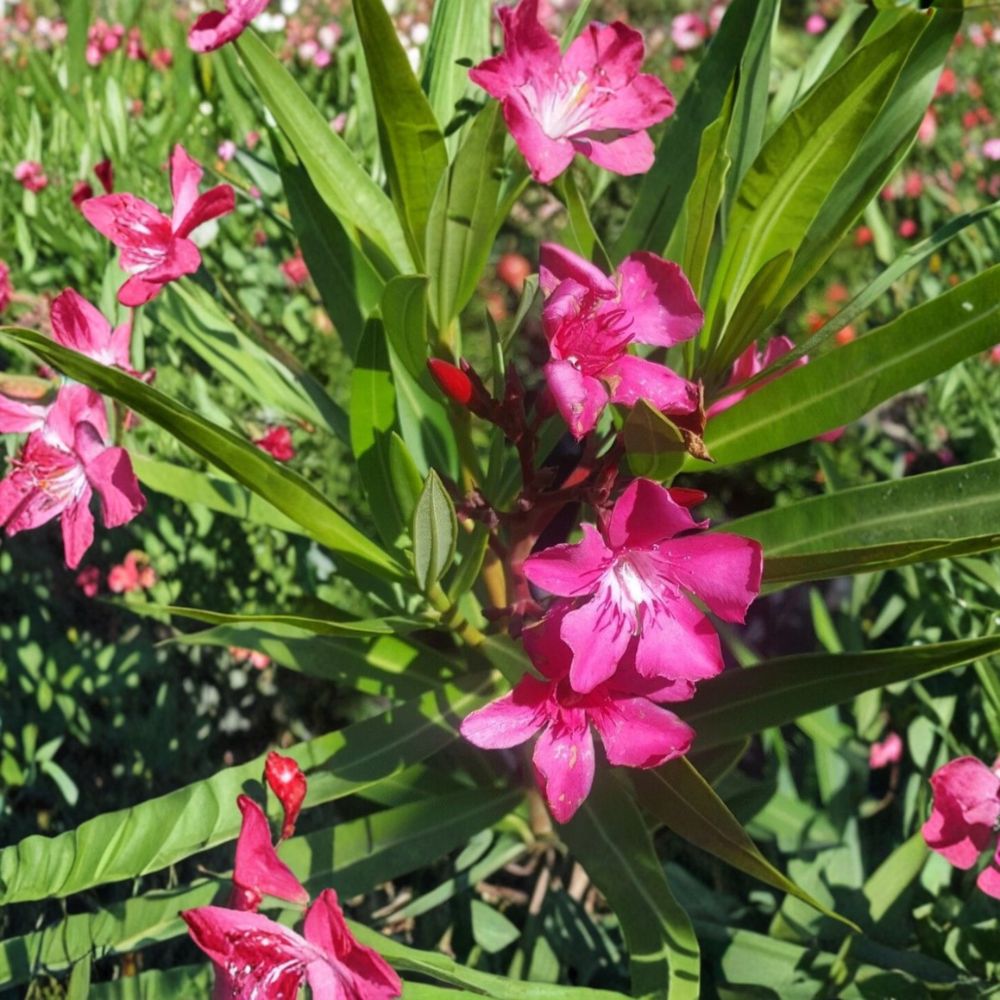 Pink Oleander Nerium oleander Live Plant 2 Gallon Pink Flowering Evergreen Shrub