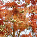 Dawn Redwood Trees 2 Pack | Metasequoia glyptostroboides Bare Root 2 Ft Live Plants
