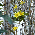 Yellow Flowered Jasmine Carolina Vine Seeds | 25+ USA Grown | Fragrant Evergreen Climbing Vine