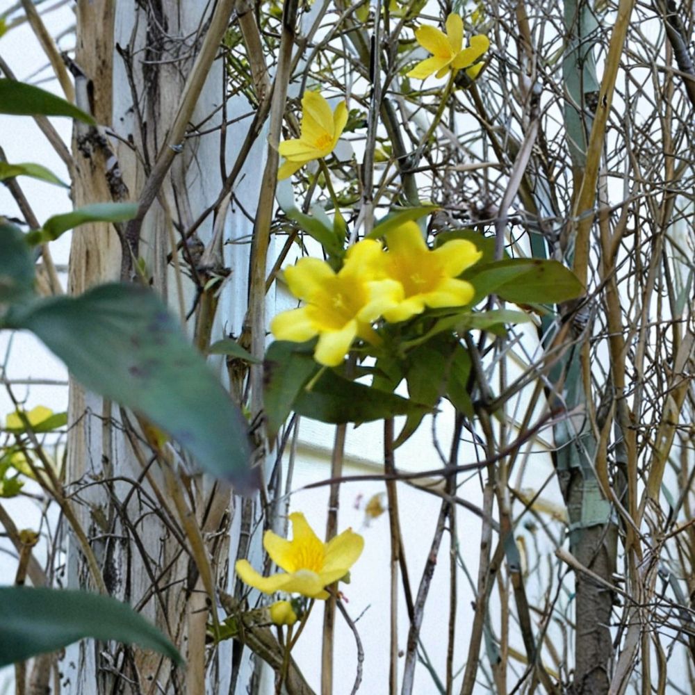Yellow Flowered Jasmine Carolina Vine Seeds | 25+ USA Grown | Fragrant Evergreen Climbing Vine